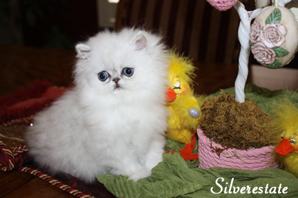 kitten
